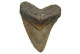 Serrated, Fossil Megalodon Tooth - North Carolina #345668-1